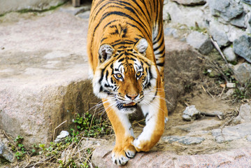 Fototapeta premium Beautiful amur tiger
