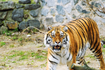 Beautiful amur tiger