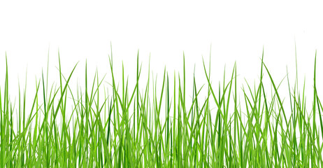 Fototapeta premium Pęczek zielonej trawie na białym tle