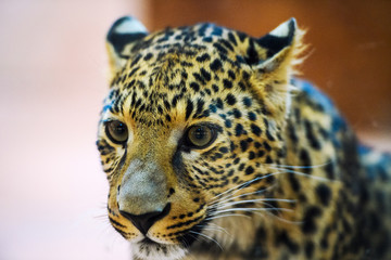 Fototapeta na wymiar leopard, close-up photo