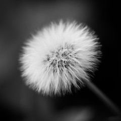 black and white dandelion