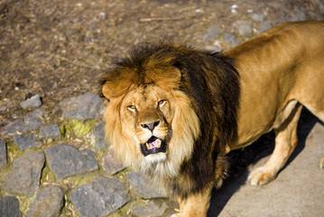 Beautiful Mighty Lion