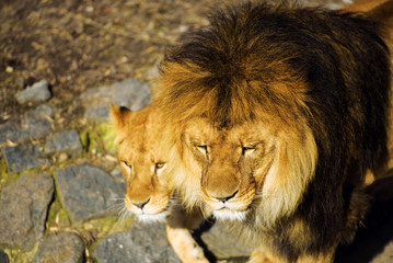 lion and lioness