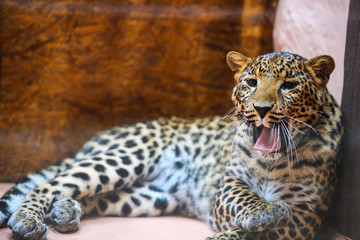 leopard