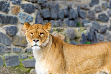 lioness