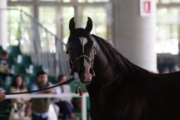 Retrato de la cabeza de un caballo árabe