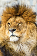 Fototapeta na wymiar Beautiful Mighty Lion