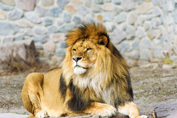Beautiful Mighty Lion