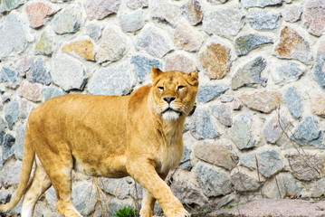 lioness
