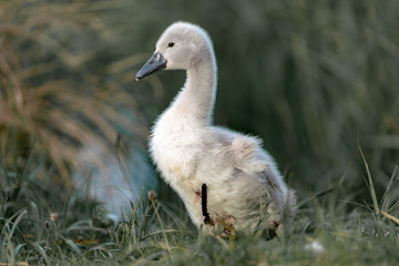 cygnus on the grass by the lake