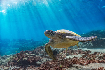Green turtle over Coral reef