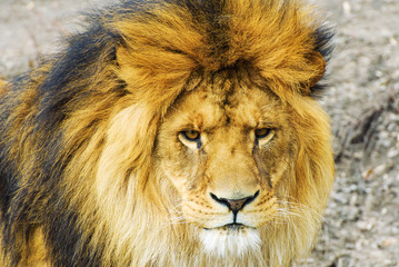Beautiful Mighty Lion