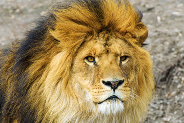 Beautiful Mighty Lion