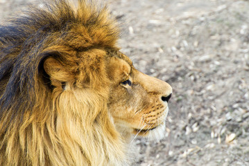 Beautiful Mighty Lion