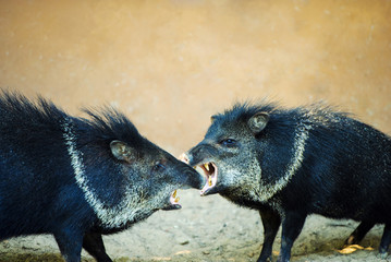 Wild boar