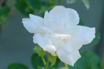 rose garden in Yokohama city