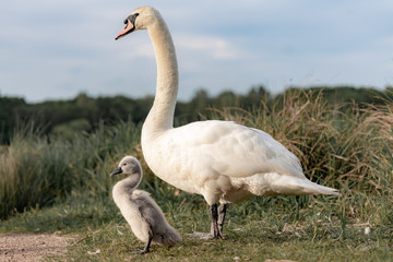  portrait of a swan with cygnets