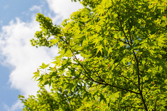 宇治市images Browse 1 3 Stock Photos Vectors And Video Adobe Stock