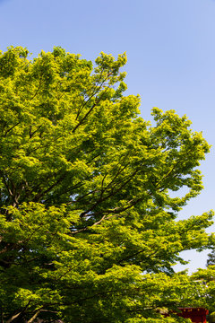 1 347 Best 宇治市images Stock Photos Vectors Adobe Stock