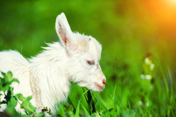 Naklejka na ściany i meble White goat on the green summer meadow