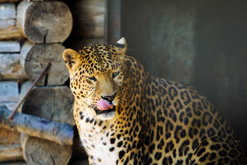 beautiful leopard