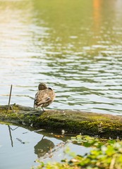 Mallard duck sunbathing on the lake shore