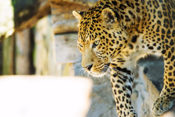 leopard