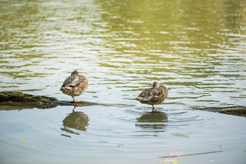 Mallard duck sunbathing on the lake shore