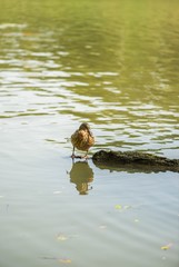 Mallard duck sunbathing on the lake shore