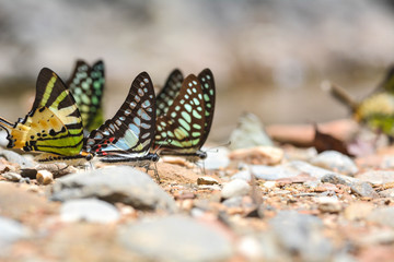 Fototapeta na wymiar Group of butterflies puddling on the ground and flying in nature