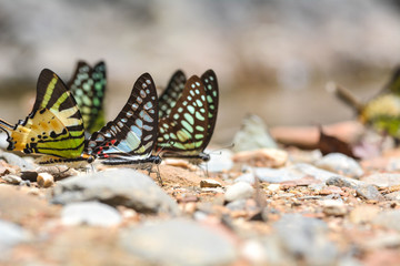 Group of butterflies puddling on the ground and flying in nature