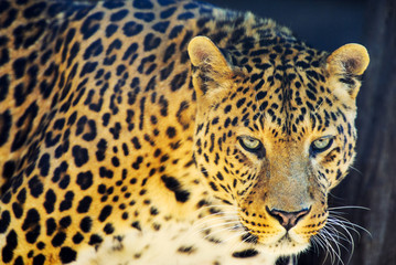 Fototapeta na wymiar beautiful leopard