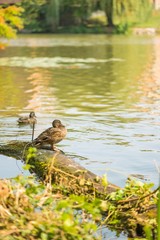 Mallard duck sunbathing on the lake shore