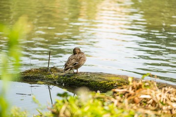 Mallard duck sunbathing on the lake shore