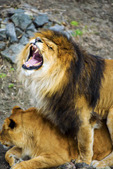 Beautiful Mighty Lion