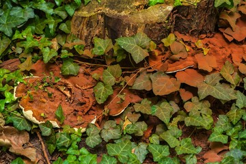 Mushrooms on amber in the forest
