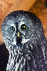 owl
