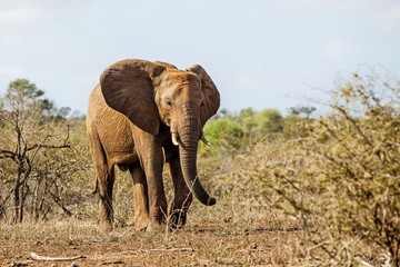 Young male elephant walking in Kruger National Park in South Africa