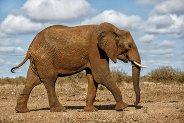 Fototapeta na wymiar Young male elephant walking in Kruger National Park in South Africa