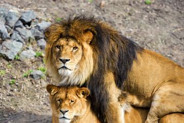 lion and lioness