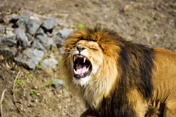 Beautiful Mighty Lion