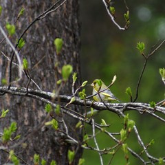 Couple of birds greenfinches a female and male sit on mountain ash branch against the background the falling snowflakes