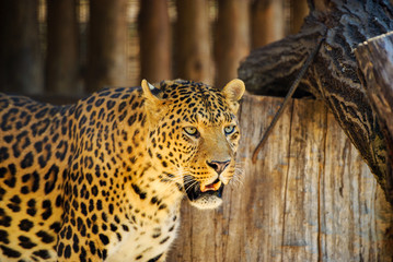 beautiful leopard