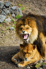 Plakat lion and lioness