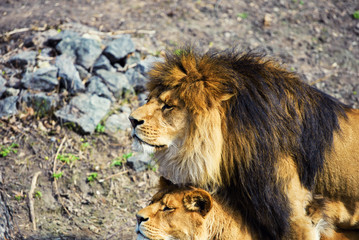 lion and lioness