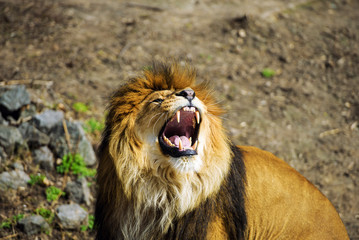 Beautiful Mighty Lion