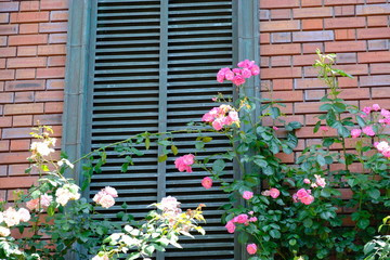 rose garden in Yokohama city