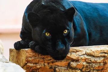 Zelfklevend Fotobehang black Panther © The Len