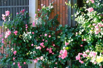Fototapeta na wymiar rose garden in Yokohama city