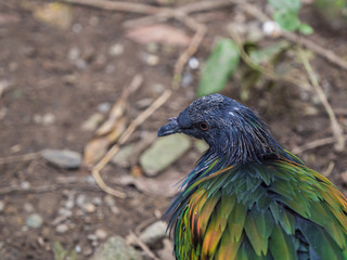 Closeup Nicobar Pigeon (Caloenas nicobarica) walking on the ground in the zoo.